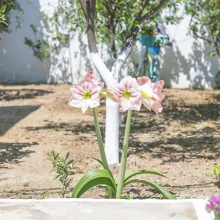 Perivoli 1-chora Hébergement de vacances Agkidia